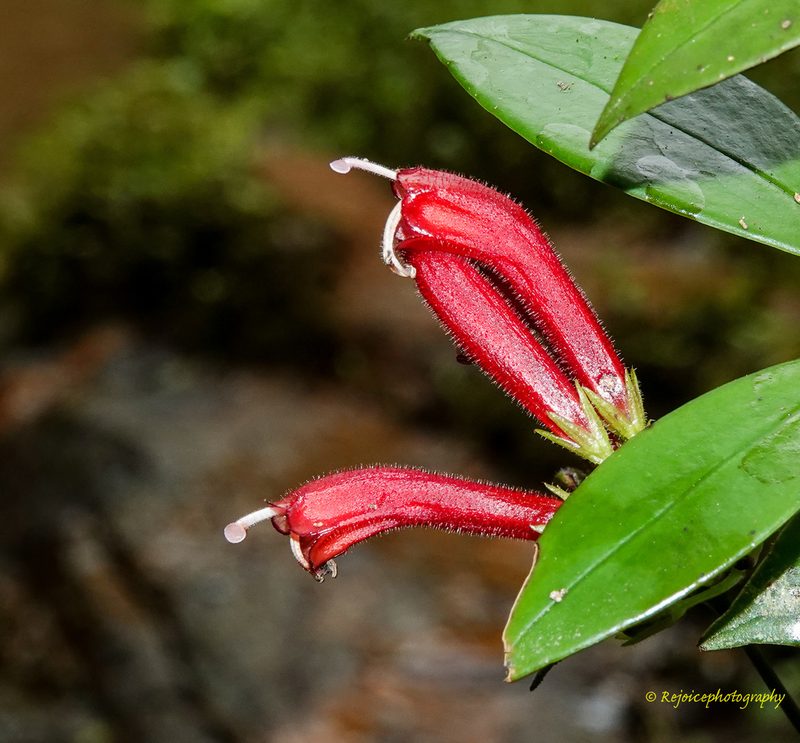 Aeschynanthus micranthus, photographed by Rejoice Gassah
