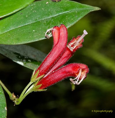 Aeschynanthus micranthus, photographed by Rejoice Gassah