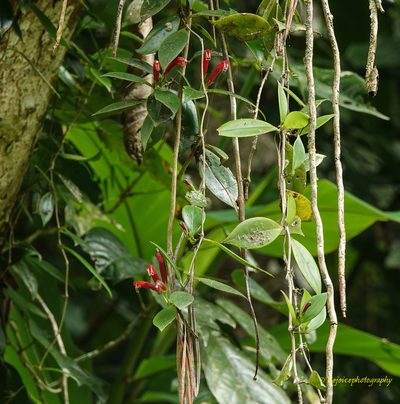 Aeschynanthus micranthus, photographed by Rejoice Gassah
