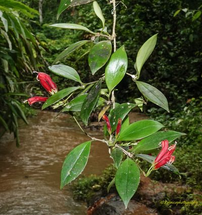 Aeschynanthus micranthus, photographed by Rejoice Gassah