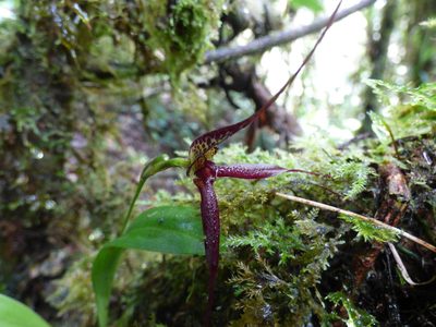 Masdevallia heteroptera, photographed by Daniel van der Post