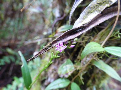 Epidendrum fimbriatum, photographed by Daniel van der Post