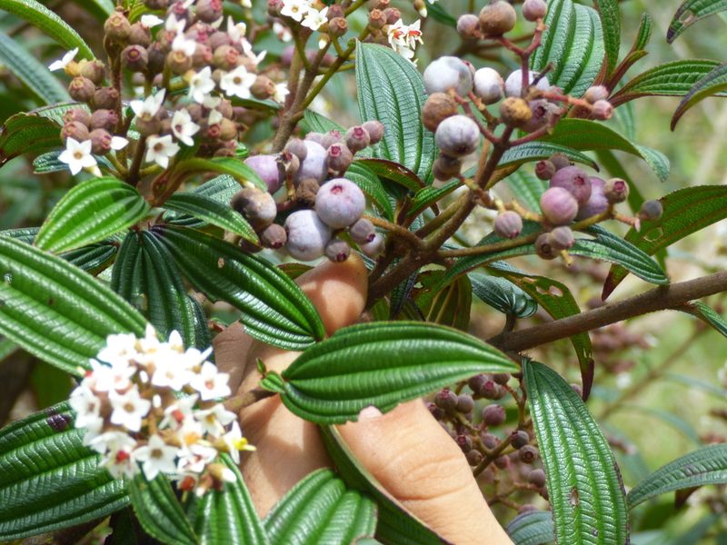 Miconia nervosissima, photographed by Daniel van der Post