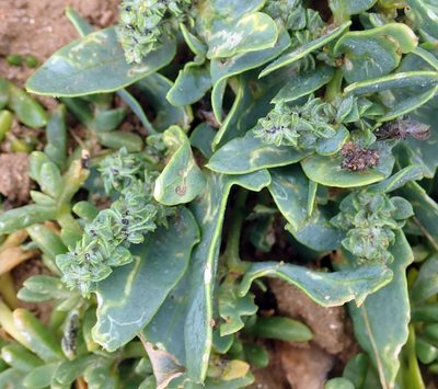 Atriplex australasica, photographed by Peter de Lange