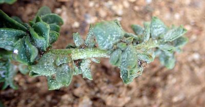 Atriplex australasica, photographed by Peter de Lange