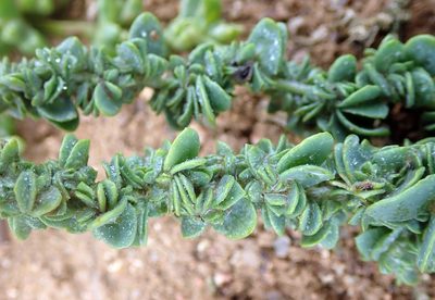 Atriplex australasica, photographed by Peter de Lange