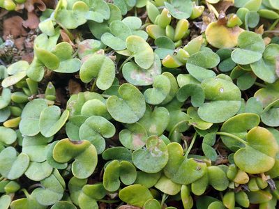 Dichondra brevifolia, photographed by Peter de Lange