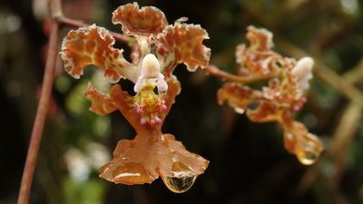 Trichocentrum luridum, photographed by Victor De la Cruz