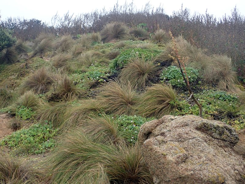 Festuca coxii, photographed by Peter de Lange
