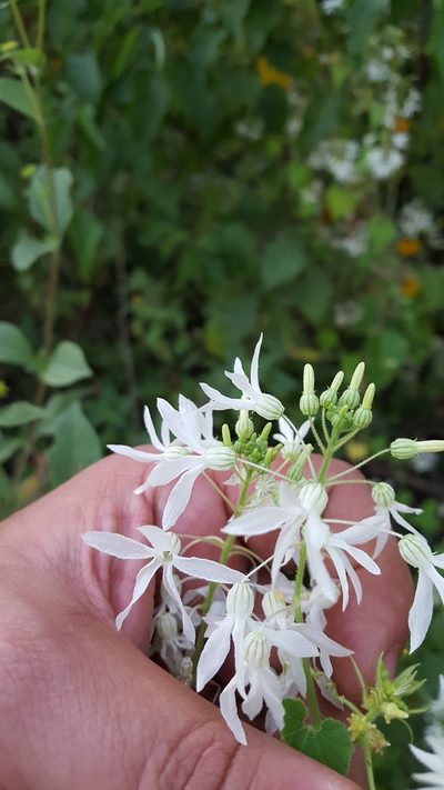 Echinopepon pubescens, photographed by Eugenio Padilla