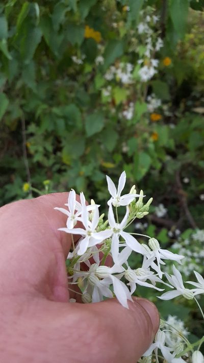 Echinopepon pubescens, photographed by Eugenio Padilla
