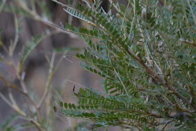 Sophora molloyi, photographed by Christopher Stephens