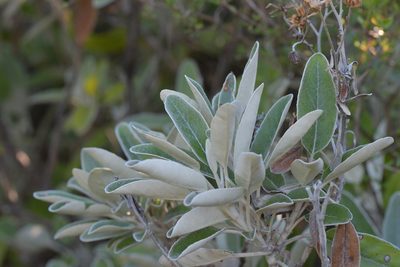 Brachyglottis greyi, photographed by Christopher Stephens