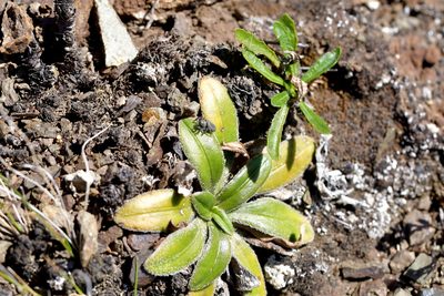 Plantago spathulata, photographed by Christopher Stephens