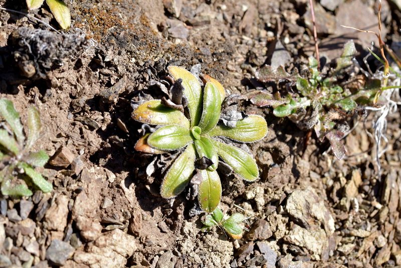 Plantago spathulata, photographed by Christopher Stephens