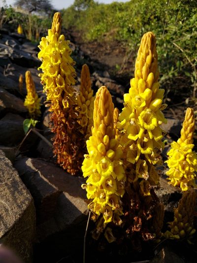 Cistanche tubulosa, photographed by Ramesh Shenai Jr.