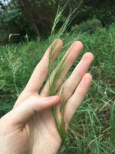 Austrostipa verticillata, photographed by Thomas Mesaglio