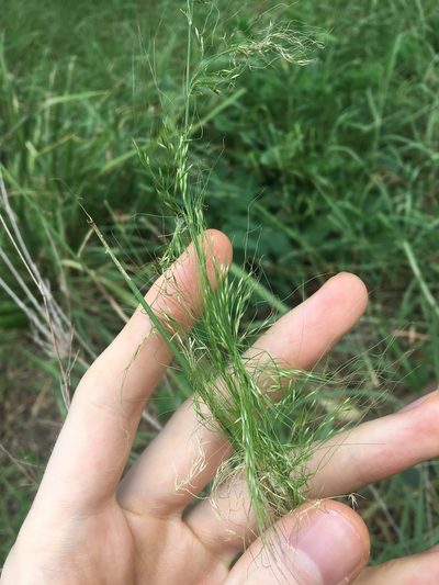 Austrostipa verticillata, photographed by Thomas Mesaglio