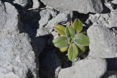 Plantago spathulata, photographed by Christopher Stephens