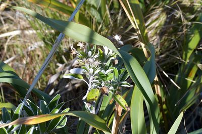 Brachyglottis greyi, photographed by Christopher Stephens