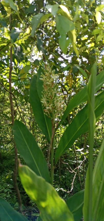 Alpinia galanga, photographed by Beah Vega