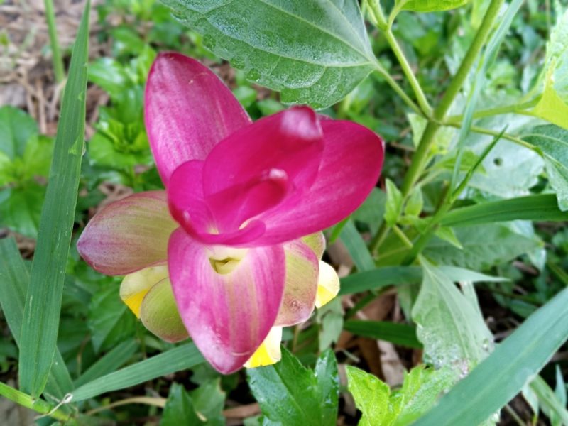 Curcuma zedoaria, photographed by Beah Vega