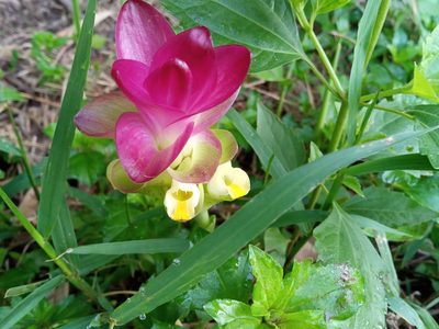 Curcuma zedoaria, photographed by Beah Vega