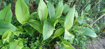 Curcuma zedoaria, photographed by Beah Vega