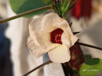 Sabdariffa gossypiifolia, photographed by Sabarni Sarker