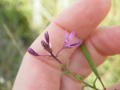 Cleome monophylla, photographed by Antoinette Eyssell Knox