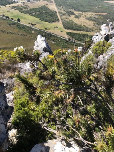 Berkheya angusta, photographed by Sean Privett