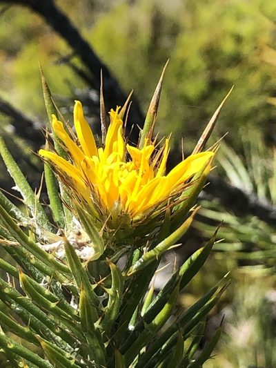 Berkheya angusta, photographed by Sean Privett