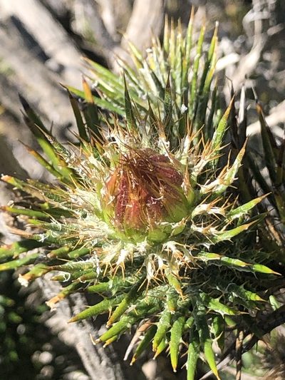 Berkheya angusta, photographed by Sean Privett