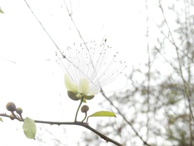 Capparis zeylanica, photographed by Hopeland
