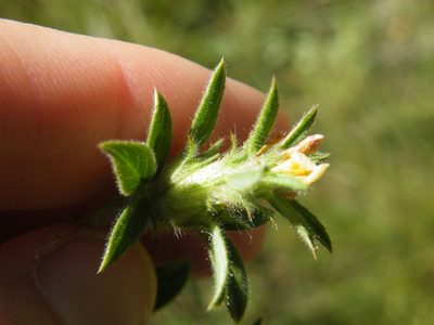 Stylosanthes fruticosa, photographed by Antoinette Eyssell Knox