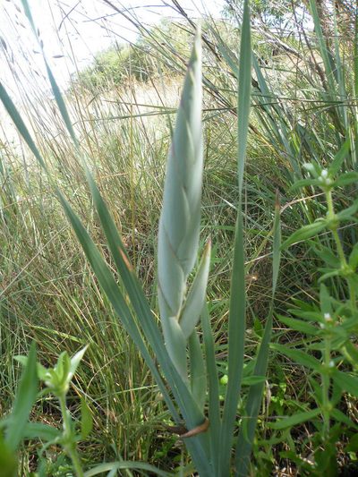 Gladiolus elliotii, photographed by Antoinette Eyssell Knox
