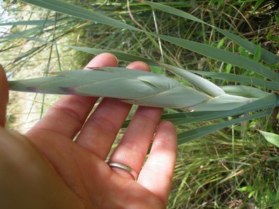 Gladiolus elliotii, photographed by Antoinette Eyssell Knox