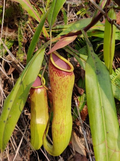 Nepenthes khasiana, photographed by T R Shankar Raman