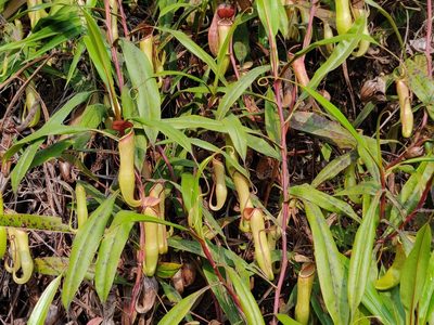 Nepenthes khasiana, photographed by T R Shankar Raman