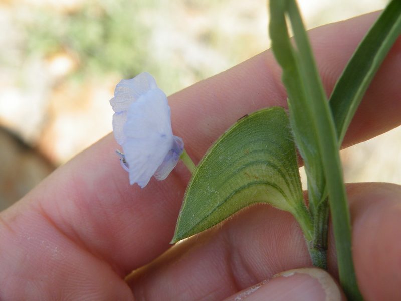Commelina livingstonii, photographed by Antoinette Eyssell Knox