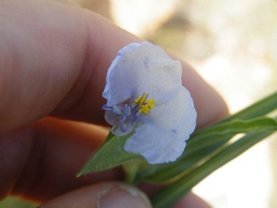 Commelina livingstonii, photographed by Antoinette Eyssell Knox