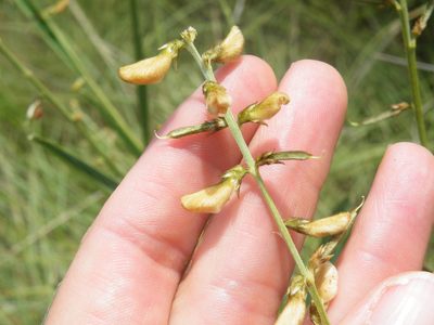 Crotalaria orientalis, photographed by Antoinette Eyssell Knox