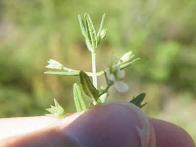 Teucrium trifidum, photographed by Antoinette Eyssell Knox