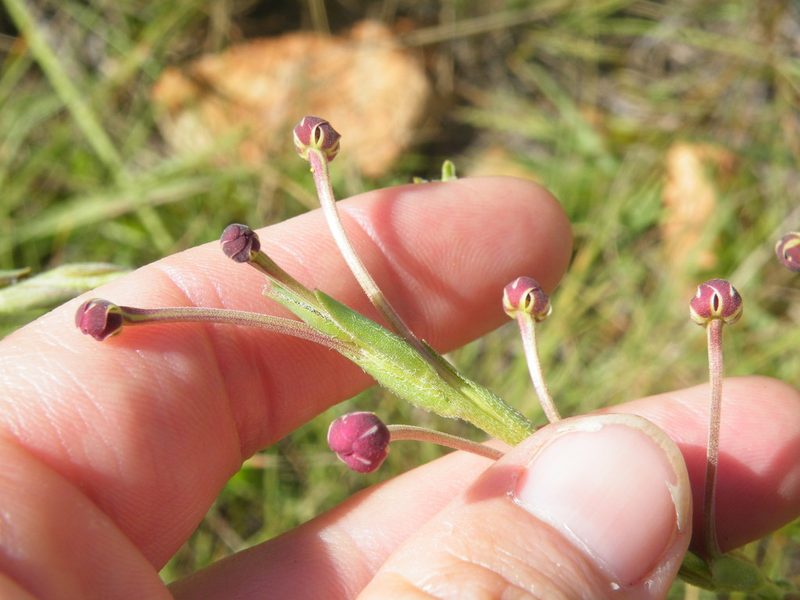 Zaluzianskya elongata, photographed by Antoinette Eyssell Knox