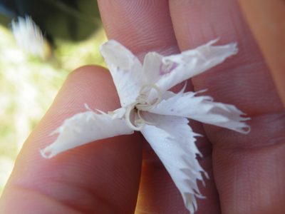 Dianthus mooiensis, photographed by Antoinette Eyssell Knox