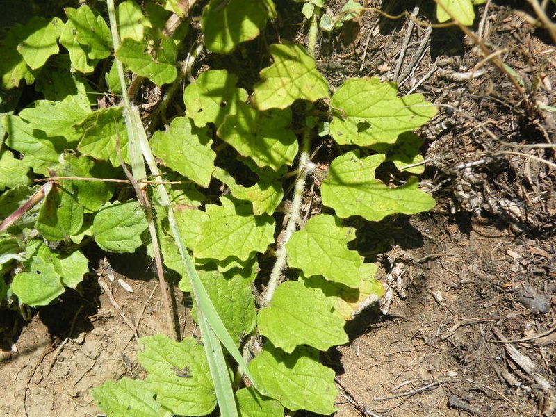 Sesamum eriocarpum, photographed by Antoinette Eyssell Knox