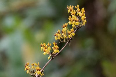 Cyrtochilum murinum, photographed by Thibaud Aronson