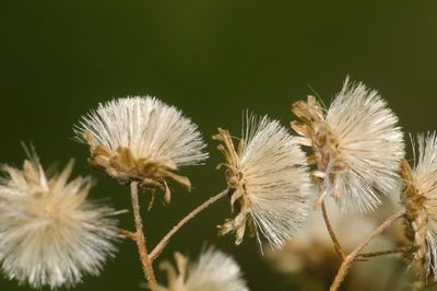 Baccharis anomala, photographed by Fernando Sessegolo