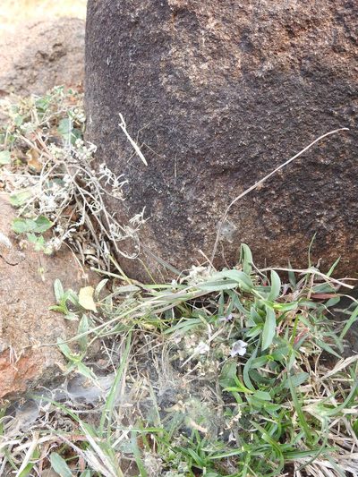 Lepidagathis cristata, photographed by Hopeland