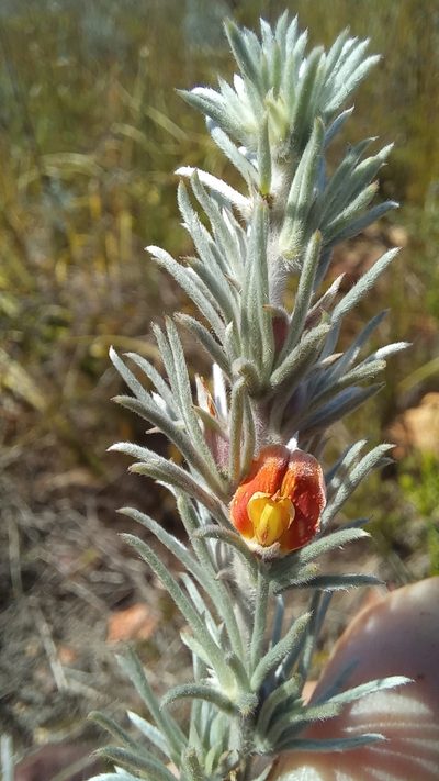 Aspalathus eustonbrownii, photographed by kevin koen